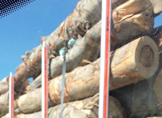 Foto: Lemn în trafic, alte dovezi de la Telești