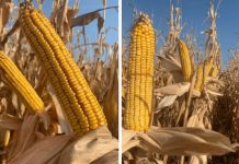 Agricultura pe înțelesul tuturor – Alegerea corectă a hibrizilor de porumb