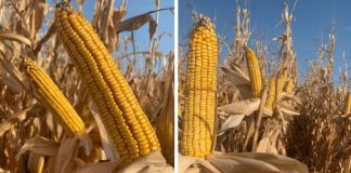 Agricultura pe înțelesul tuturor – Alegerea corectă a hibrizilor de porumb