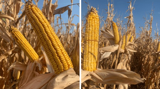 Hibrizi-noi-de-la-Pioneer-Corteva