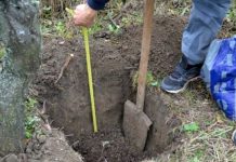 Agricultura pe înțelesul tuturor – Plantarea corectă a pomilor fructiferi