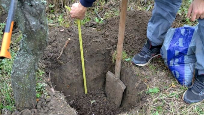La-ce-adancime-se-planteaza-pomii-fructiferi-1