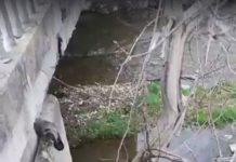 VIDEO: Bombă ecologică în râul Blahnița, demonstrată la Săcelu! Autoritățile nu au văzut rahatul rămas sub pod