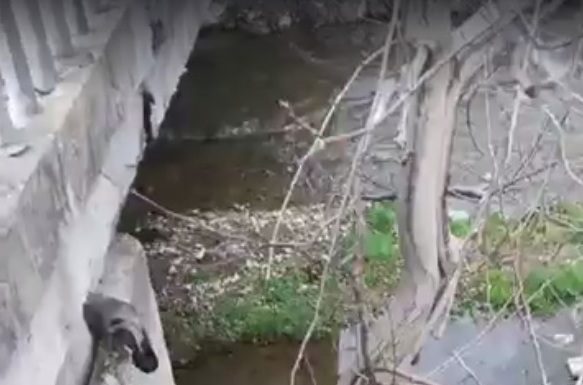 VIDEO: Bombă ecologică în râul Blahnița, demonstrată la Săcelu! Autoritățile nu au văzut rahatul rămas sub pod