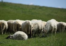 APIA a demarat plata ajutorului de stat pentru ameliorarea raselor de animale