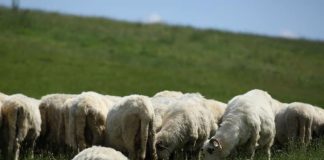 APIA a demarat plata ajutorului de stat pentru ameliorarea raselor de animale