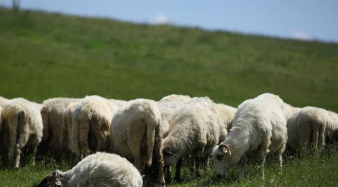 APIA a demarat plata ajutorului de stat pentru ameliorarea raselor de animale