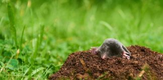 Agricultura pe înțelesul tuturor – N-ar trebui să ucidem cârtița