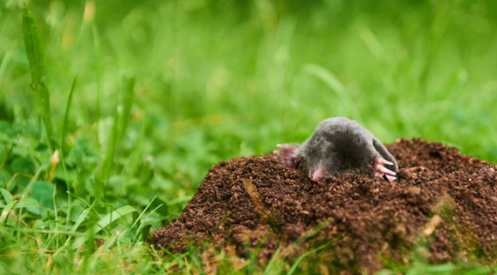 Agricultura pe înțelesul tuturor – N-ar trebui să ucidem cârtița