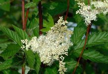 Crețușca(Filipendula ulmaria) – beneficii și proprietăți