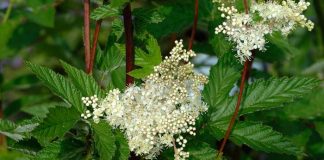 Crețușca(Filipendula ulmaria) – beneficii și proprietăți