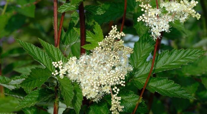 Crețușca(Filipendula ulmaria) – beneficii și proprietăți