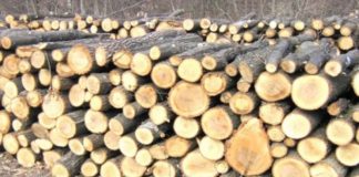 Amendă de 10.000 de lei, în urma unui control la un depozit de lemne