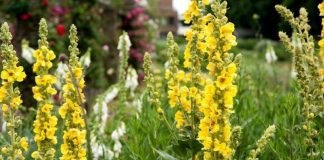 Lumânărică (Verbascum phlomoides) – beneficii şi proprietăţi