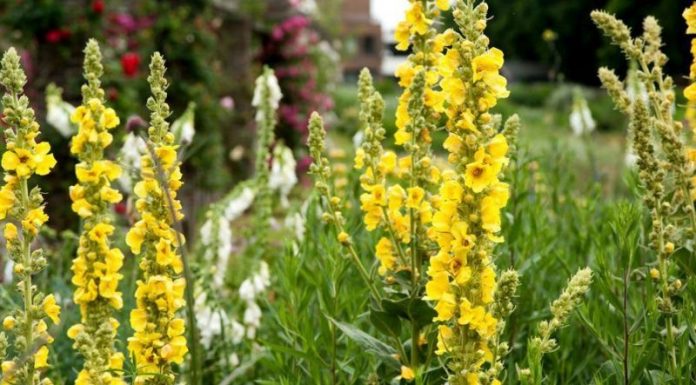 Lumânărică (Verbascum phlomoides) – beneficii şi proprietăţi