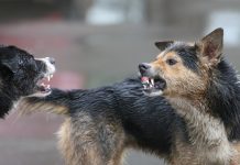 Femeie de 41 de ani din Crasna, omorâtă de câinii de la o stână din Mușetești