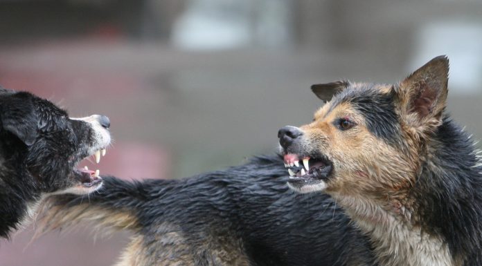 Femeie de 41 de ani din Crasna, omorâtă de câinii de la o stână din Mușetești