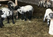 Mielul de Paști, greu de procurat anul acesta!