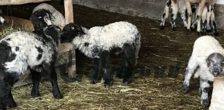 Mielul de Paști, greu de procurat anul acesta!