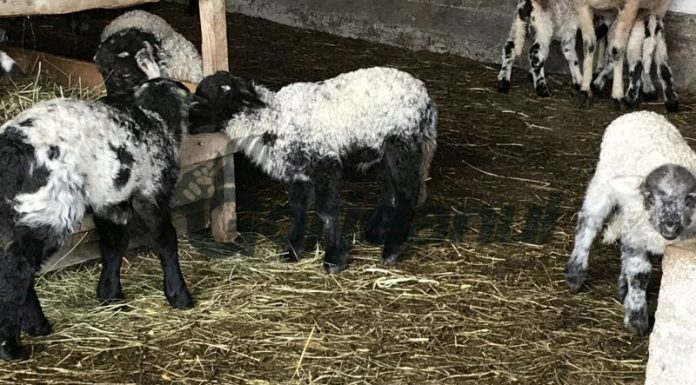 Mielul de Paști, greu de procurat anul acesta!