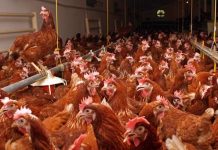 APIA a efectuat plata beneficiarilor Măsurii 14 – Plăţi privind bunăstarea animalelor