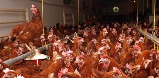 APIA a efectuat plata beneficiarilor Măsurii 14 – Plăţi privind bunăstarea animalelor