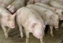 Se fac plățile beneficiarilor Măsurii M215 – pachet al Plăţi în favoarea bunăstării porcinelor