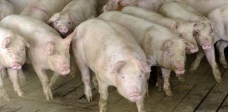 Se fac plățile beneficiarilor Măsurii M215 – pachet al Plăţi în favoarea bunăstării porcinelor