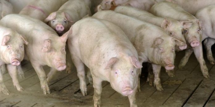 pesta-porcina-porci