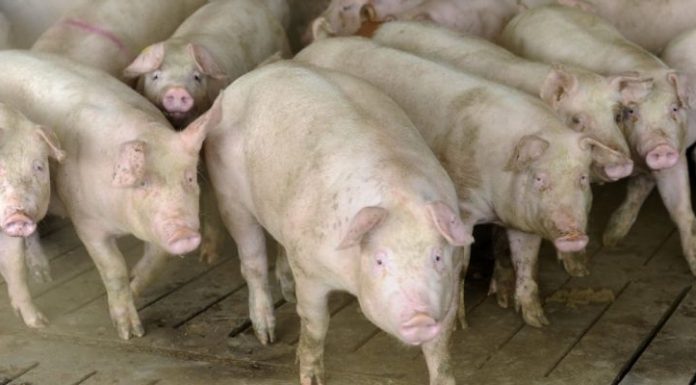 Se fac plățile beneficiarilor Măsurii M215 – pachet al Plăţi în favoarea bunăstării porcinelor