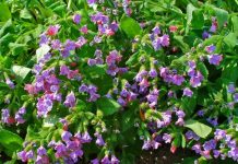 Plămânărică (Pulmonaria officinalis) – beneficii și proprietăți