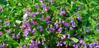 Plămânărică (Pulmonaria officinalis) – beneficii și proprietăți