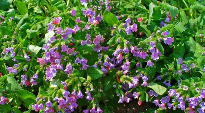 Plămânărică (Pulmonaria officinalis) – beneficii și proprietăți