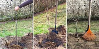 Agricultura pe înțelesul tuturor – Plantarea corectă a pomilor fructiferi