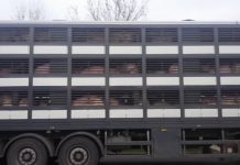 Un cabinet medical veterinar și un transportator de animale din județ, sancționați de inspectorii DSVSA
