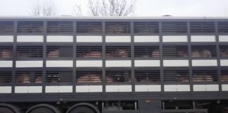 Un cabinet medical veterinar și un transportator de animale din județ, sancționați de inspectorii DSVSA