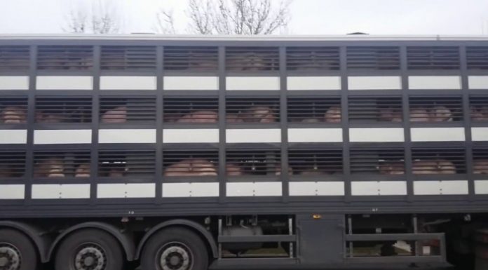 Un cabinet medical veterinar și un transportator de animale din județ, sancționați de inspectorii DSVSA