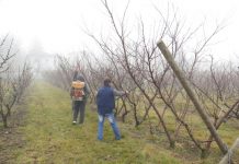 Agricultura pe înțelesul tuturor – Protecția fitosanitară a pomilor fructiferi