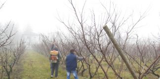 Agricultura pe înțelesul tuturor – Protecția fitosanitară a pomilor fructiferi