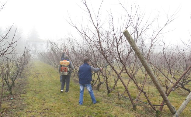Agricultura pe înțelesul tuturor – Protecția fitosanitară a pomilor fructiferi