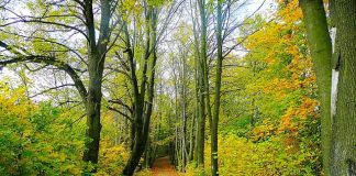 APIA: Plăți pentru beneficiarii Măsurii M15