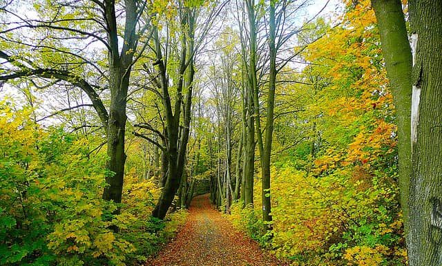 APIA: Plăți pentru beneficiarii Măsurii M15