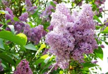 File de reportaj – E luna lui mai, a înflorit liliacul!