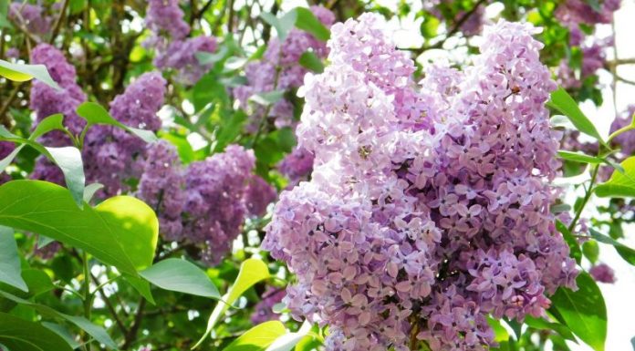 File de reportaj – E luna lui mai, a înflorit liliacul!