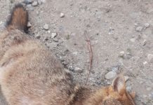 Invazie de șacali la drumul mare, în Bumbești-Jiu!