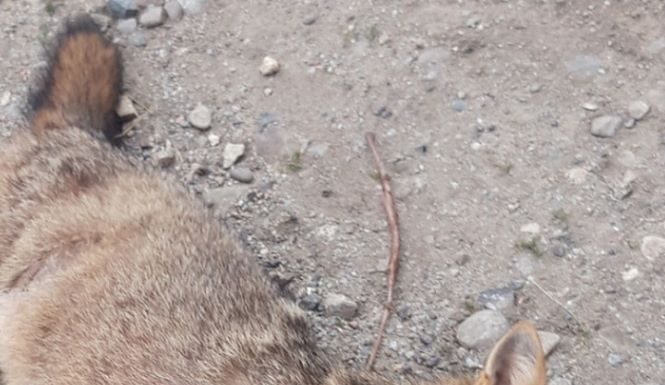 Invazie de șacali la drumul mare, în Bumbești-Jiu!