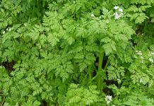 Asmățuiul (Anthriscus cerefolium) – beneficii și proprietăți