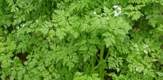 Asmățuiul (Anthriscus cerefolium) – beneficii și proprietăți