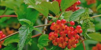 Călinul (Viburnum opulus) – beneficii şi proprietăţi