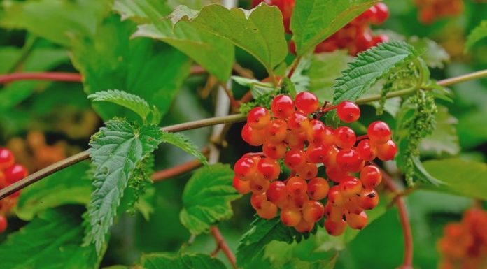 Călinul (Viburnum opulus) – beneficii şi proprietăţi